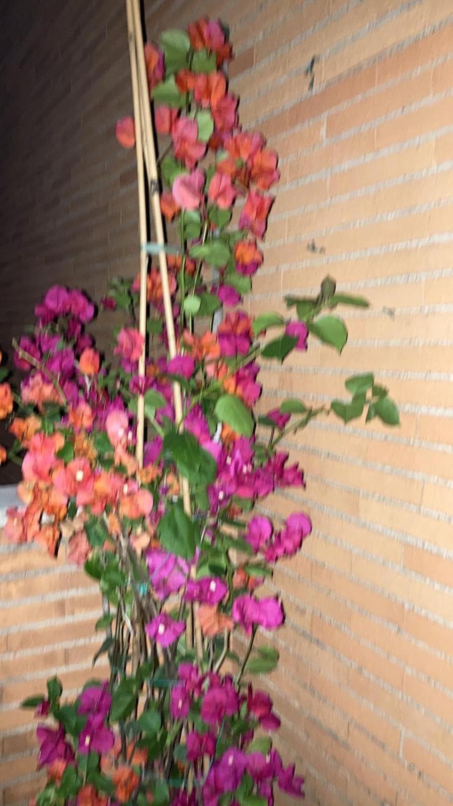 רומא Le Mille E Una Notte מראה חיצוני תמונה
